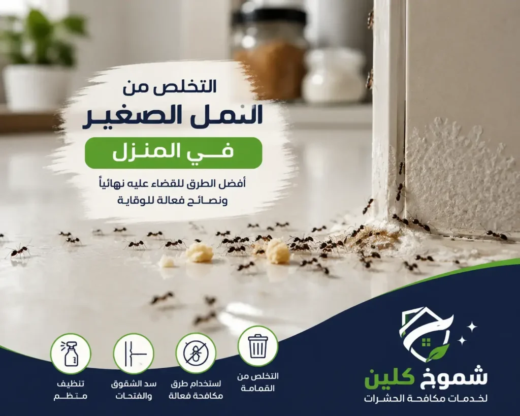 التخلص من النمل الصغير في المنزل